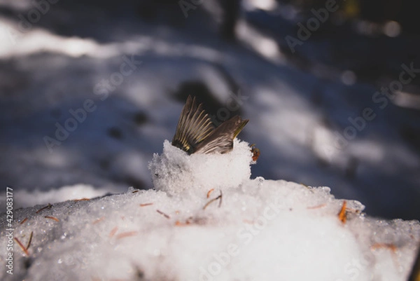 Obraz dead bird in snow