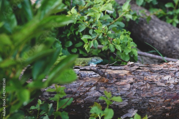 Obraz lizard on a tree
