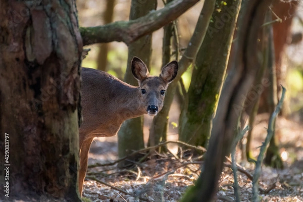 Fototapeta Deer in the forest. Deer in nature
