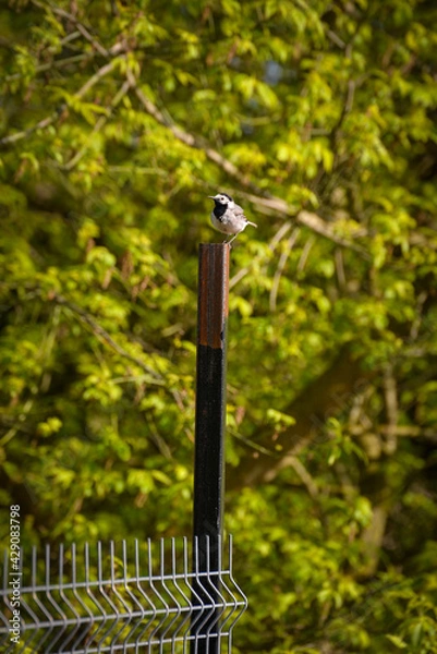 Obraz White wagtail on a fence pillar