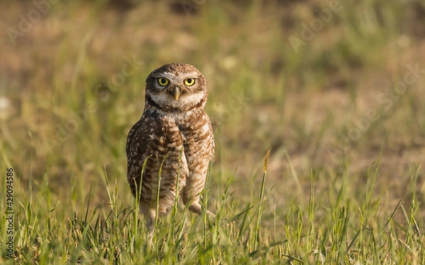 Fototapeta Hermosa lechuza de pie sobre la hierba mirando fijamente hacia la cámara.
