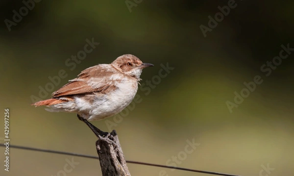 Fototapeta Primer plano de un hermoso pájaro (Furnarius rufus) posado en un poste de la cerca en el campo, mirando hacia adelante.