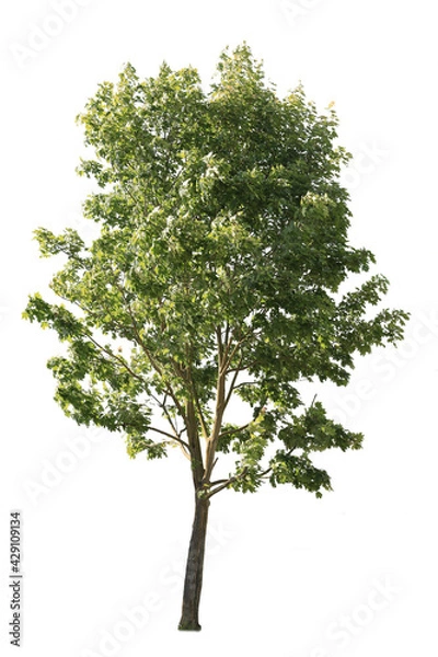 Fototapeta Plane tree, also known as Platanus, isolated tree cutout on white background