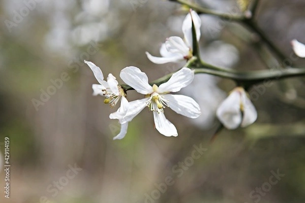 Fototapeta 한국공원에핀꽃입니다