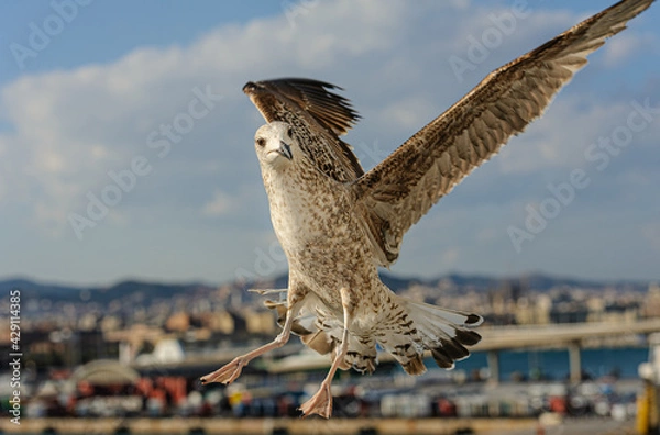 Obraz Curious seagull flies in close