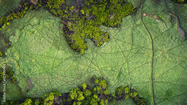 Obraz Straight down aerial view of green river bed