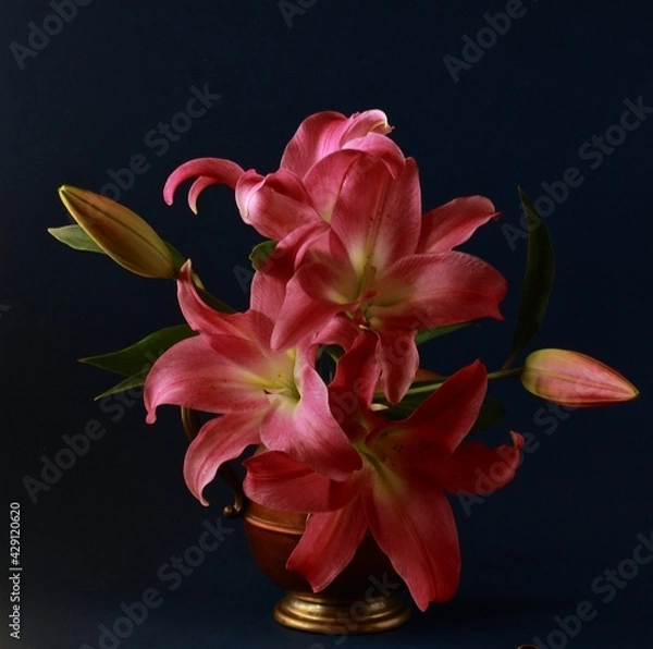 Obraz Pink lilies on dark background 