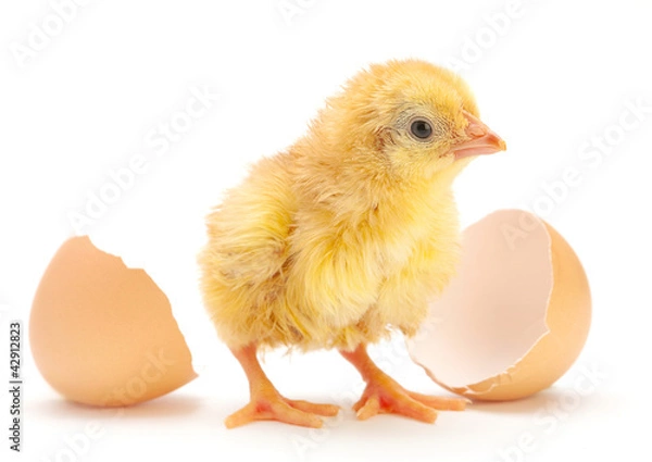 Obraz Nowonarodzony kurczak