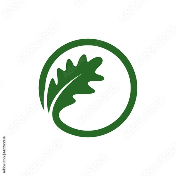 Obraz Oak leaf logo design vector illustration, Creative oak tree logo design concept template, symbols icons