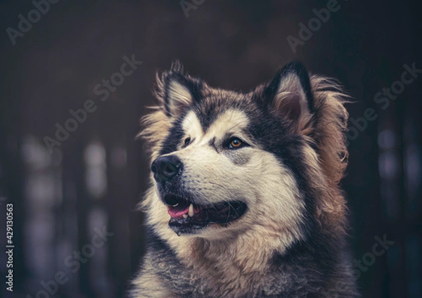 Obraz Creative portrait of Alaskan Malamute boy in a dark forest. Modified colors add a dreamy mood to the picture. Selective focus on the eyes of the dog, blurred background.