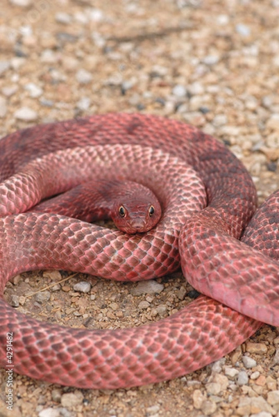 Obraz Western Coachwhip Snake