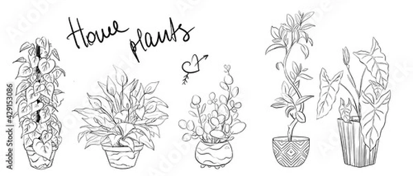 Obraz Set of hand drawn house plants in pots. Cute set of hand drawn house plants in pots 