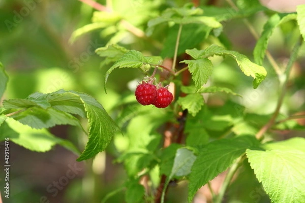 Fototapeta Ripe Raspberries