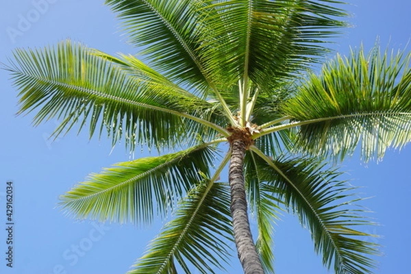 Fototapeta ハワイ