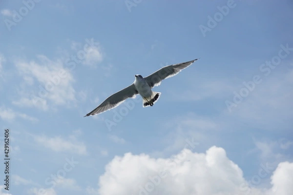 Fototapeta 空を飛ぶ野鳥