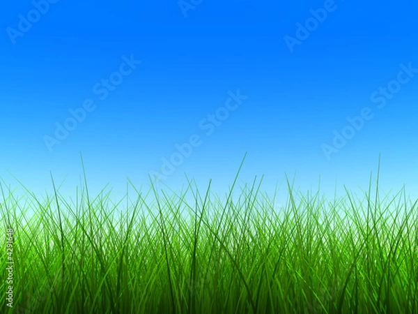 Obraz green grass thin 