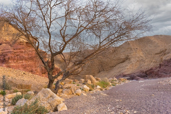 Obraz Dry tree standing in the desert at sunset. Creative concept for travel.