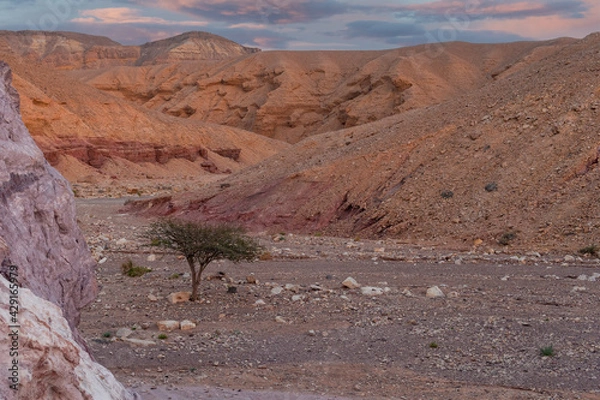 Obraz lonely tree standing in the desert at sunset. Creative concept for travel.