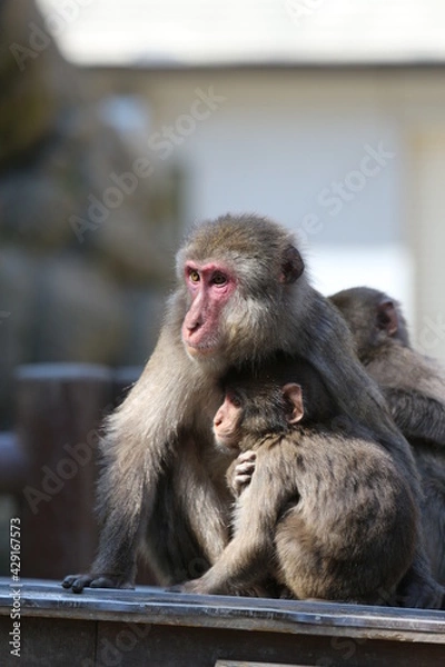Obraz ニホンザルの親子