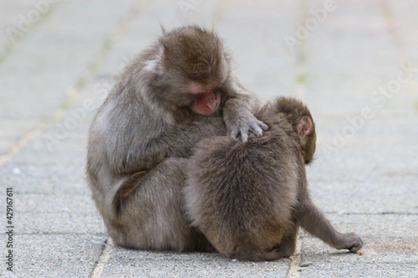 Obraz ニホンザルの親子