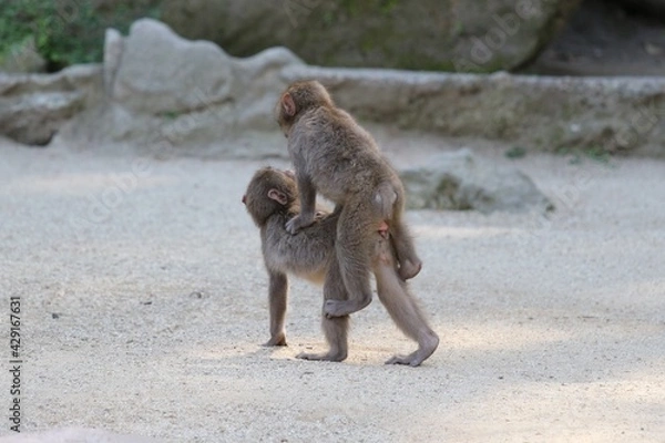 Obraz ニホンザル（子ザル）