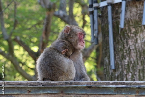 Obraz ニホンザルの親子