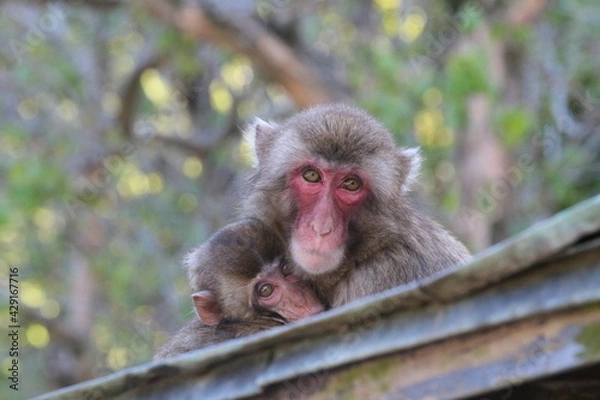 Obraz ニホンザルの親子