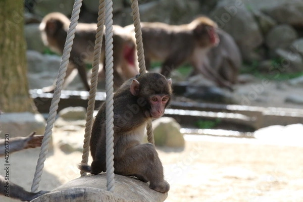 Obraz ニホンザル（子ザル）