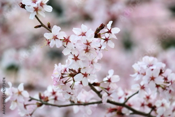 Obraz ヤマザクラ