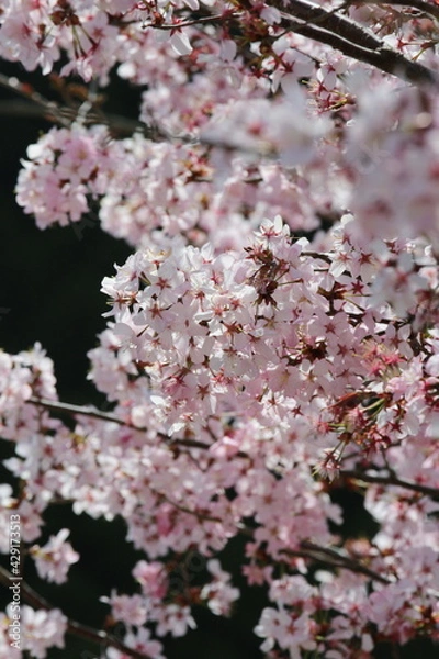 Obraz ヤマザクラ