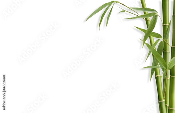Fototapeta bamboo isolated on white background