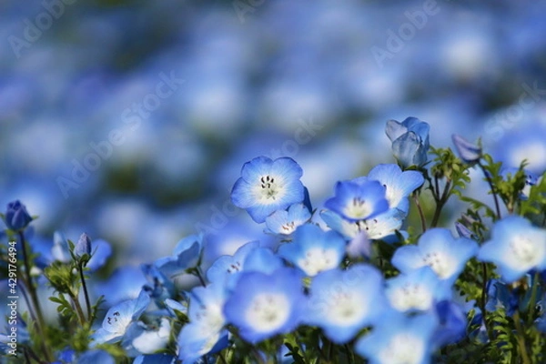 Obraz ネモフィラ
