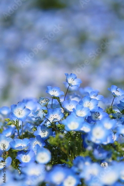 Obraz ネモフィラ