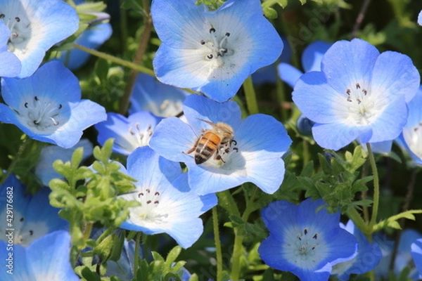 Obraz ネモフィラと蜂