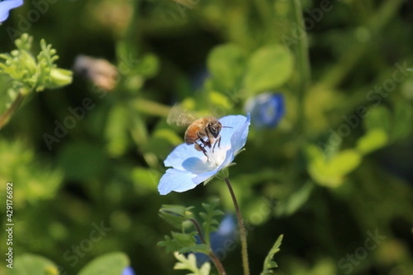 Obraz ネモフィラと蜂