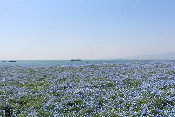 Obraz ネモフィラと海と空