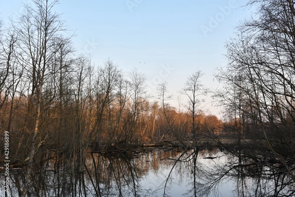 Fototapeta Small river in the countryside among trees in spring or autumn season. Wildlife concept. Swamp in a forest. Wetlands declining and under threat.The problem of ecology and drainage of rivers