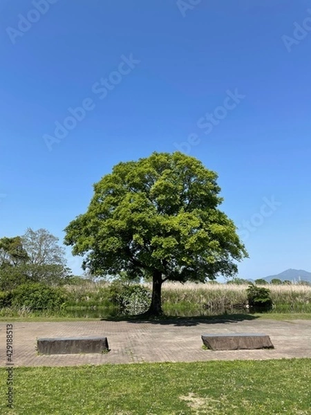 Obraz 自然豊かな公園