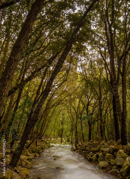 Fototapeta Ses fonts ufanes at campanet. A unique natural and rare natural phenomenomby which underground water currents create beautiful streams after heavy rain at mediterranean balearic Majorca Mallorca islan