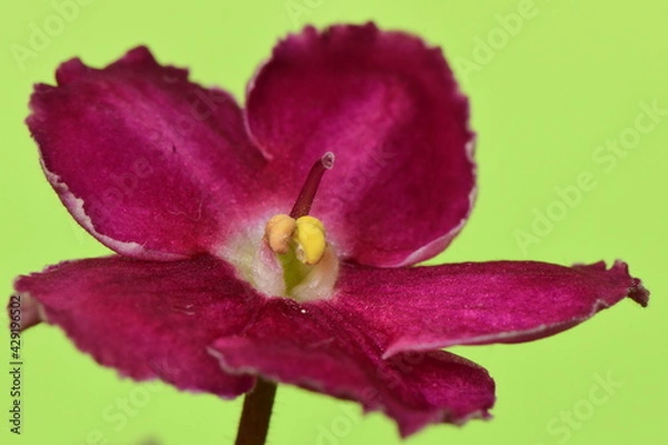 Obraz different kind of colours on flower