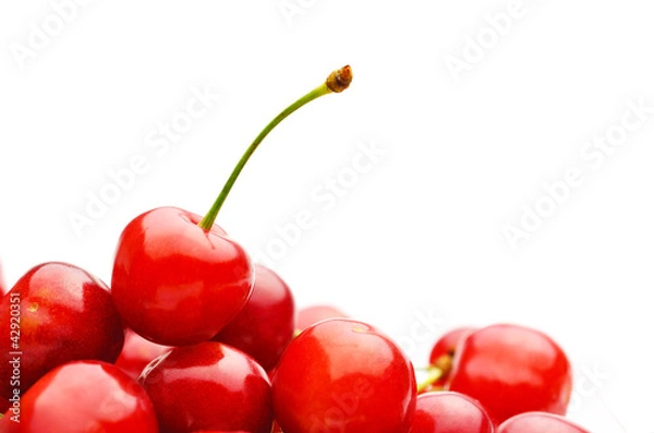 Obraz さくらんぼ　たくさん