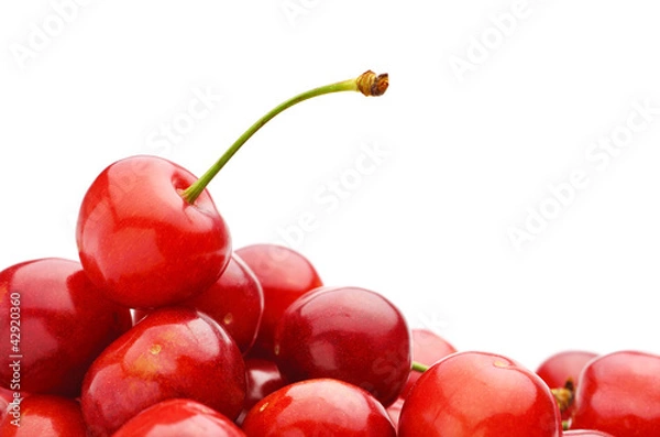 Obraz さくらんぼ　たくさん