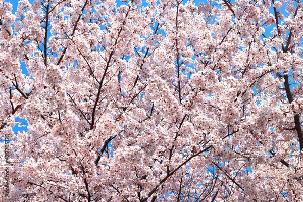 Obraz Flowers sakura flowering on spring sakura tree and the background is the sky, nature
