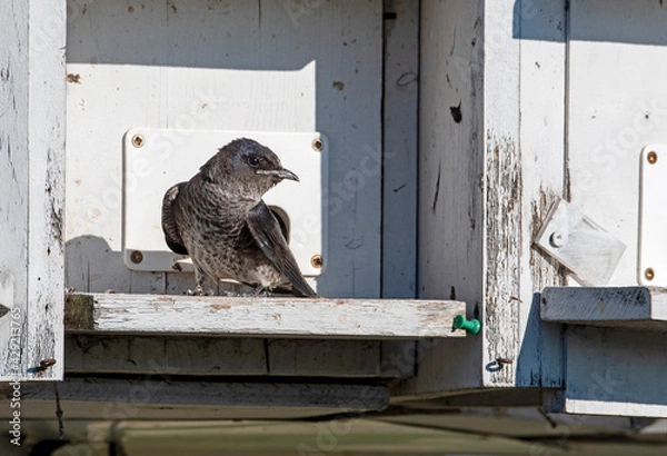 Obraz Female Purple Martin