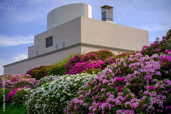 Obraz 桜が終わり堤防に植えらた赤、白、ピンクのツツジが咲き始める