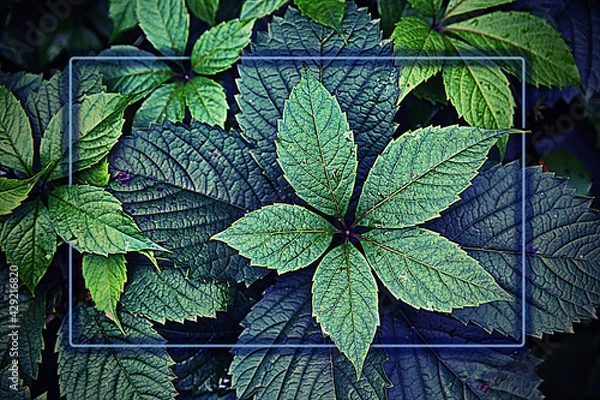 Fototapeta Rectangular frame on a background of beautiful plant leaves that make up the composition in purple tones.  Sadness, mourning. Natural Botanical background of creative fancy color.