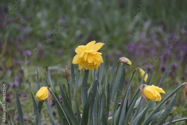 Fototapeta Весна