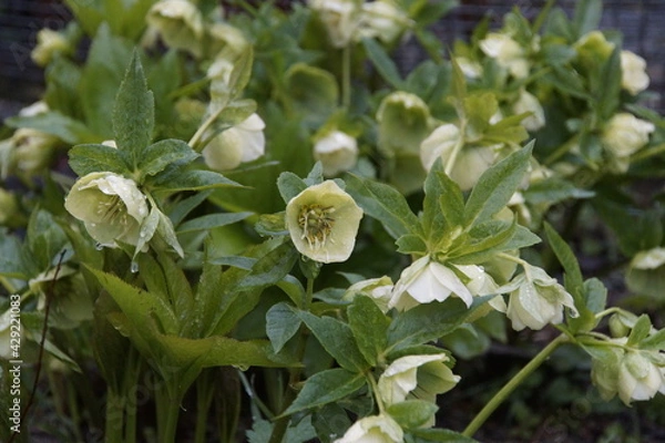 Fototapeta Весна