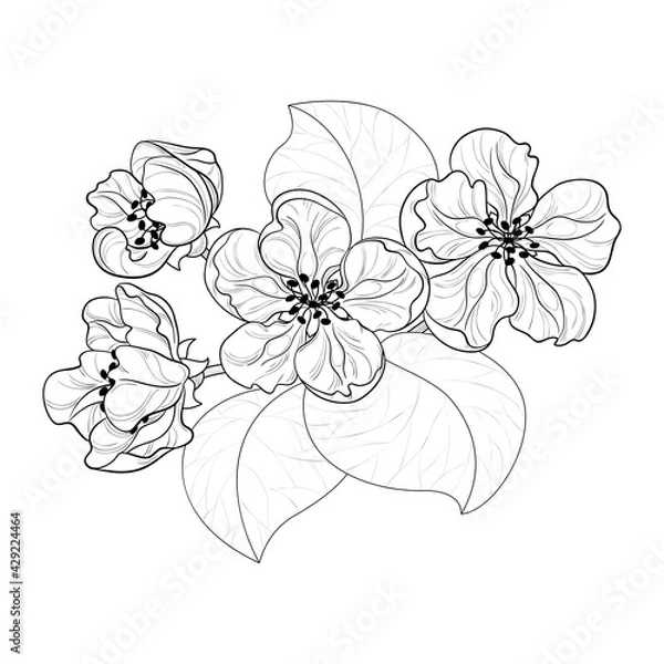 Fototapeta Flowering tree branch element. Contour drawing of flowers and leaves of apple, sakura or almond.  Isolated white background.