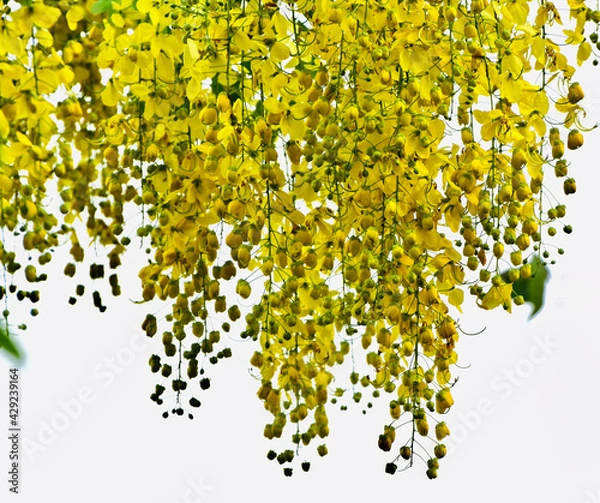 Fototapeta tree with yellow flowers